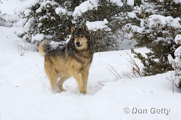 Wolf_D4B3615
