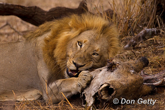 Lion_Z2F7180