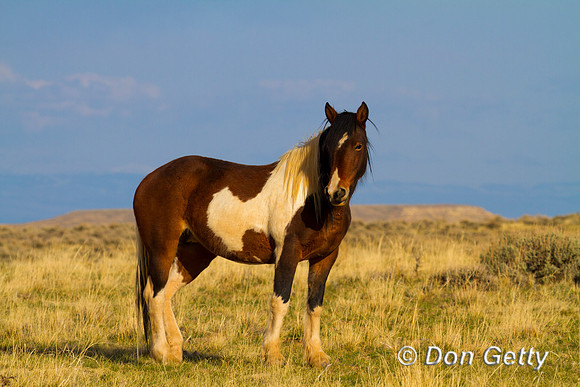 Horse_IMG_0673