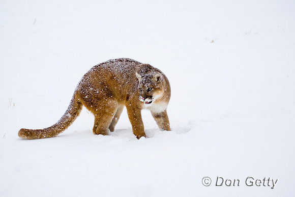 Mt_Lion_D4B2910