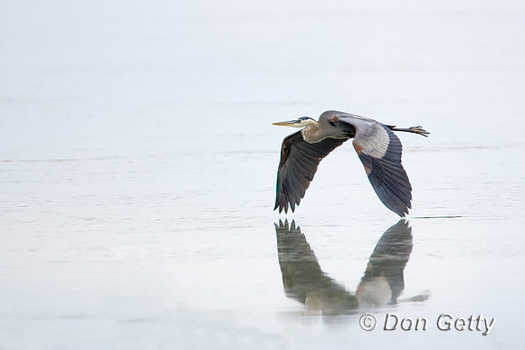 Heron_GB_MR8D7178