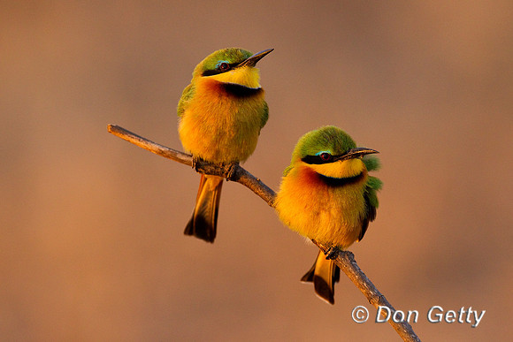 Bee-eater_L_Z2F9241