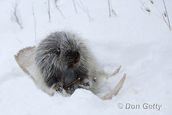 Porcupine_D4B2425