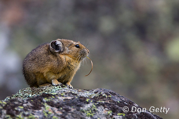 Pika_R8D8760