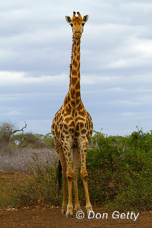 Giraffe_S_MG_3738