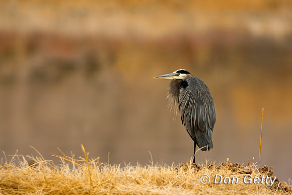 Heron_GB_D4B1363