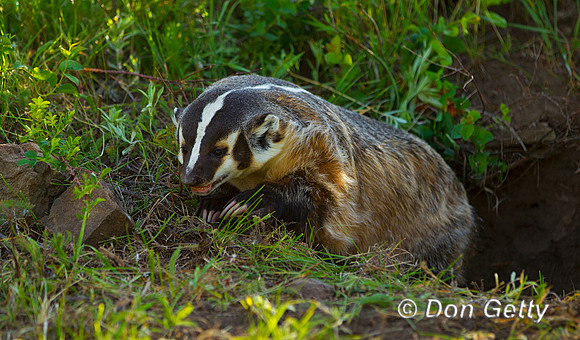 Badger