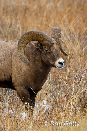 Bighorn Sheep