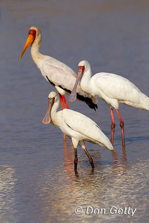 Spoonbill_A_Z2F1457