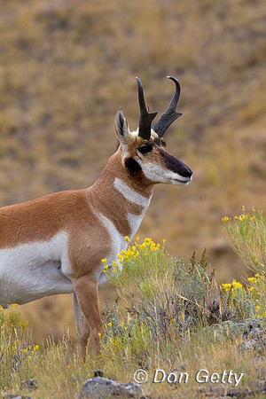 Pronghorn