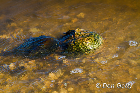 Crab_HS_MG_6852