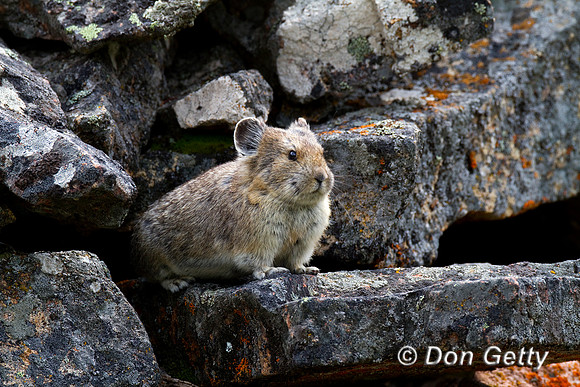 Pika_IMG_1621