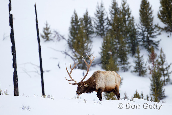 Elk_Z2F8427