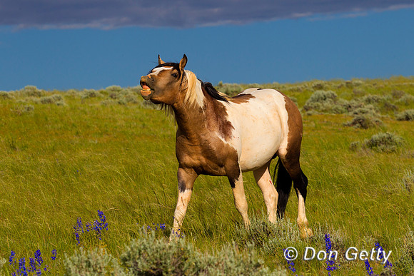 Horse_Z2F6507