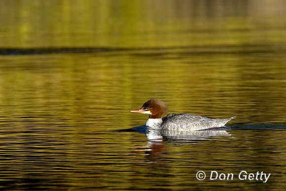 Common Merganser