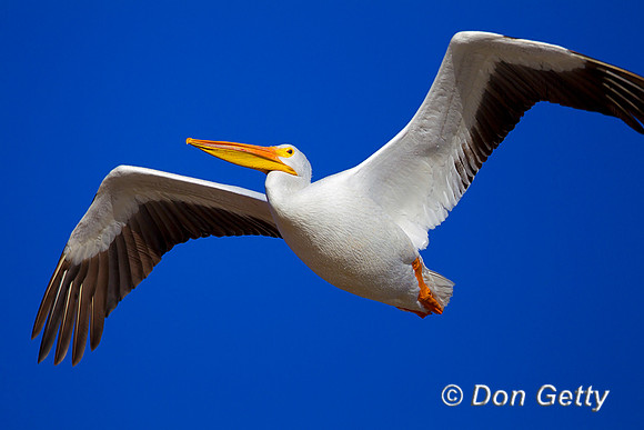 Pelican_Wht_Z2F2859