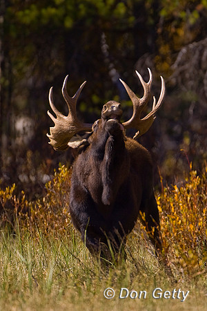 Moose_R8D6474