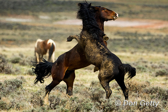 Horse_D4B6751