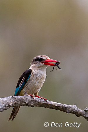 Kingfisher_BH_Z2F3542