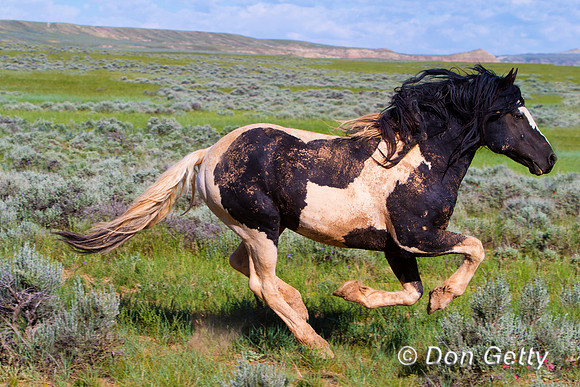 Horse_MG_8254
