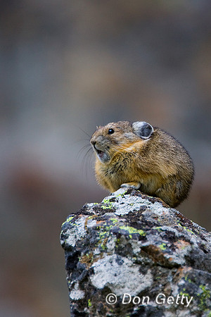 Pika_R8D8571