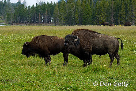 Bison_D4B7228