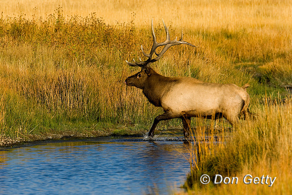 Elk_D4B8344