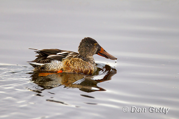 Shoveler_N_Z2F2058