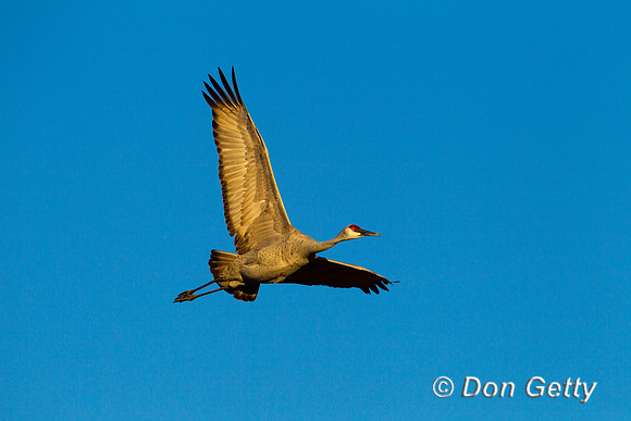 Sandhill Crane