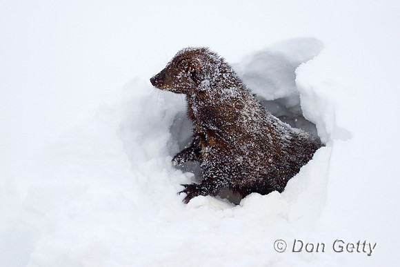 Fisher_D4B3721