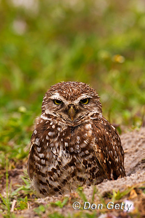 Owl_Brrw_Z2F2547