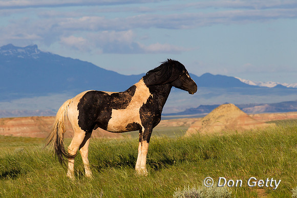 Horse_Z2F6419