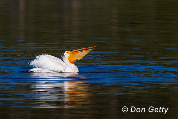 Pelican_Wht_MG_5699
