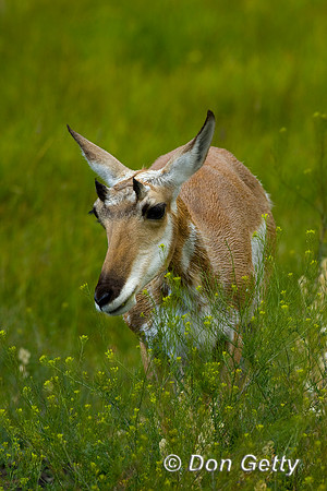 Pronghorn