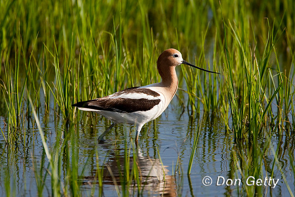 Avocet