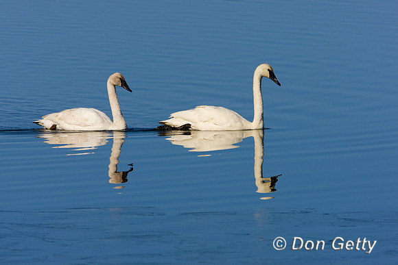 Swan_D4B1254