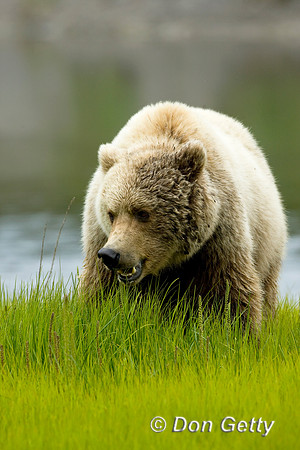 Brown Bear