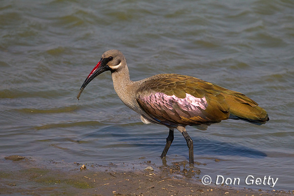 Ibis_H_Z2F3975