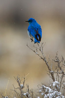 Mountain Bluebird