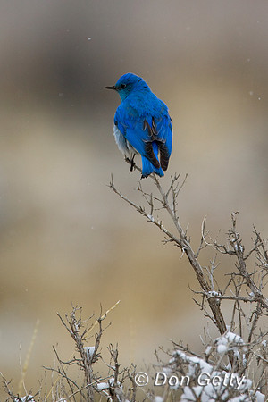 Mountain Bluebird