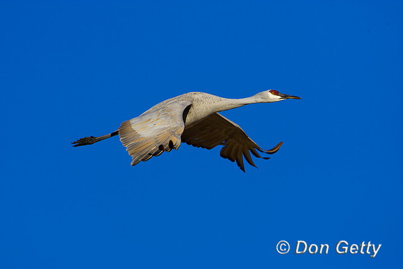 Sandhill Crane