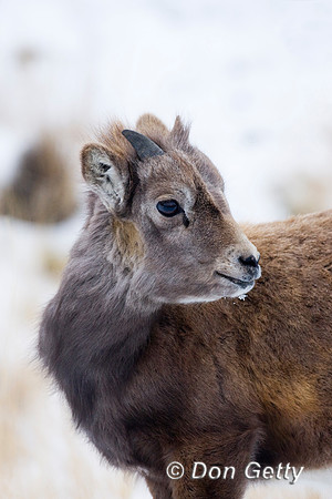Bighorn Sheep