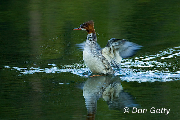 Common Merganser
