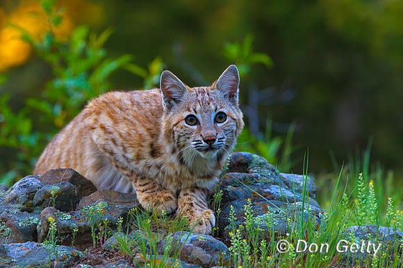 Bobcat_Z2F1630
