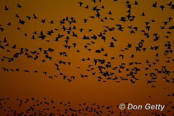 Snow Goose