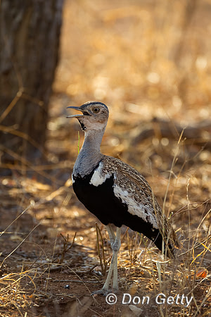Korhaan_RC_Z2F2773