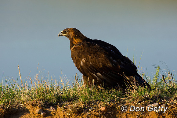 Golden Eagle