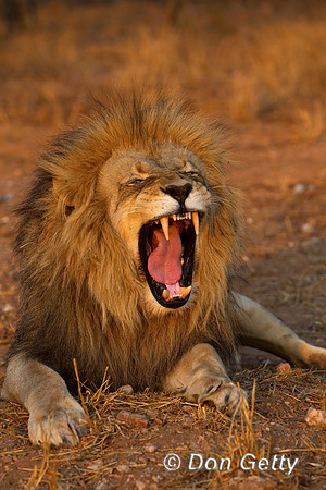 Lion_Z2F2952