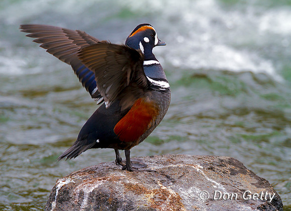 Harlequin Duck