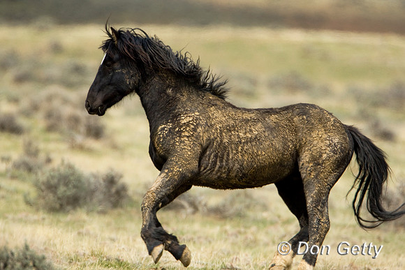 Horse_D4B6737